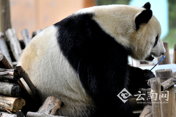 猩猩喝奶測(cè)智力 云南野生動(dòng)物園開展小動(dòng)物“體檢總動(dòng)員”