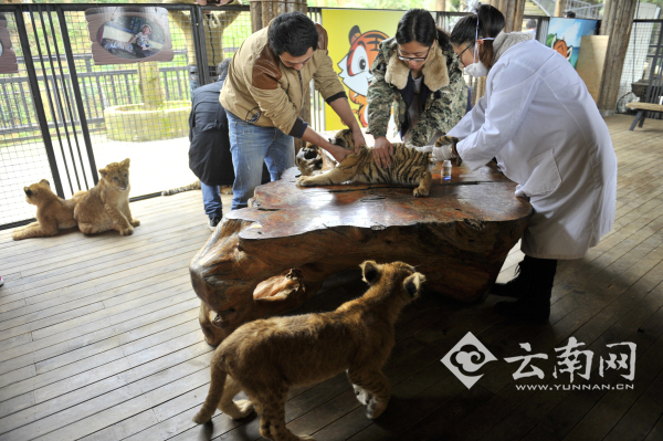 猩猩喝奶測(cè)智力 云南野生動(dòng)物園開展小動(dòng)物“體檢總動(dòng)員”