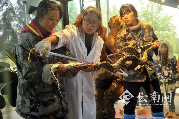 猩猩喝奶測(cè)智力 云南野生動(dòng)物園開展小動(dòng)物“體檢總動(dòng)員”