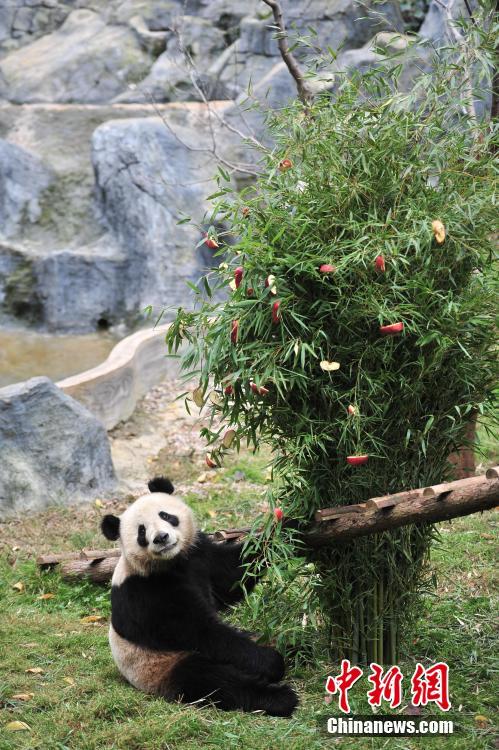 云南動物園大熊貓?zhí)崆跋碛?#8220;圣誕大餐”