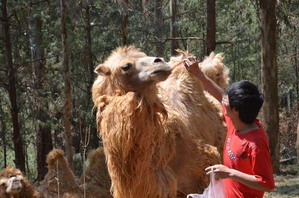 云南野生動物園玩轉(zhuǎn)五一