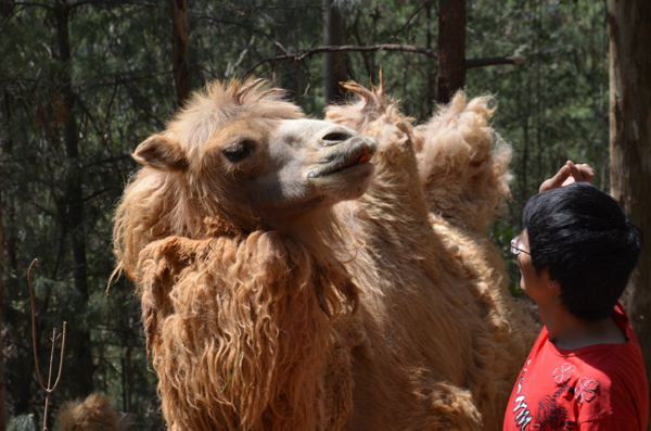 云南野生動物園玩轉(zhuǎn)五一