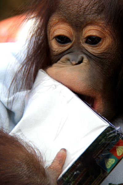 迎接南博會 旅游專線首發(fā)云南野生動物園