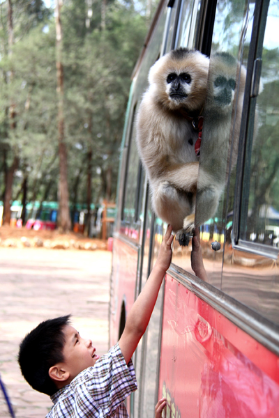 迎接南博會 旅游專線首發(fā)云南野生動物園