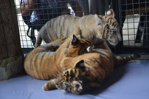 老虎王國(guó)“愛心志愿者”報(bào)名火爆 野生動(dòng)物園再增3個(gè)名額