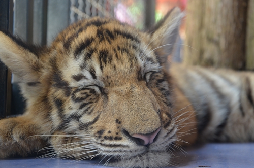 老虎王國(guó)“愛(ài)心志愿者”報(bào)名火爆 野生動(dòng)物園再增3個(gè)名額