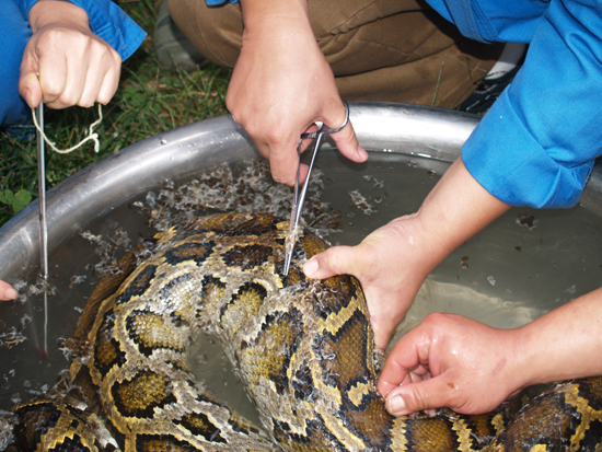 云南野生動物園為收容的蟒蛇，巨蜥檢查身體