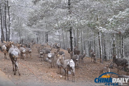 云南野生動(dòng)物園動(dòng)物應(yīng)對(duì)下雪天各有妙招