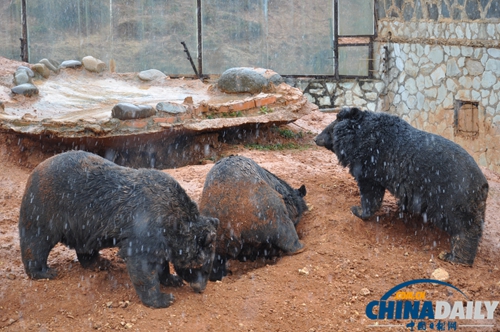 云南野生動物園動物應(yīng)對下雪天各有妙招