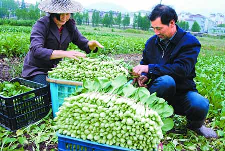 浙江蔬菜價(jià)格低于去年同期