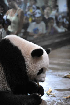 杭州：動(dòng)物園的大熊貓生日會(huì)