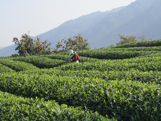 古韻茶香唯此松陽(yáng)