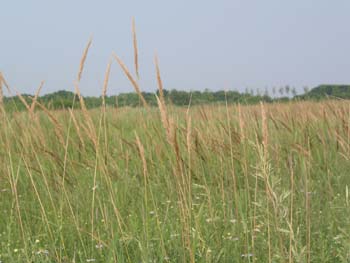 Grassy Puti Island in Laoting County
