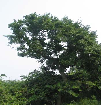 Grassy Puti Island in Laoting County