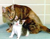Move over Dolly, you can't say no to Cc: world has its first cloned cat