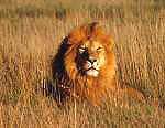 A Mane's a Pain, but Equals Gain for Lions