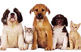 Your Pets May Be Helping Your Kids