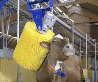 At the cow wash<BR>'奶牛洗澡機'助增產(chǎn)(圖)