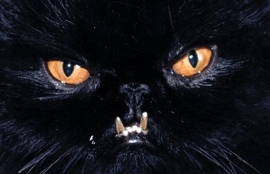 In this undated hand out photo, Sebastian, a Persian cat with long black hair, sports gold crowns on his two large teeth, which grew sticking out from his lips in an underbite similar to a bulldog's. Concerned that his cat's exposed teeth could be damaged, Dr. David Steele a dentist from Alexandria, Ind., had gold crowns made for his cat pet. 