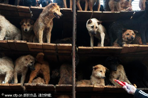Over 500 dogs rescued on the way to slaughter