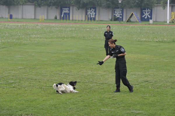 A police dog lays down in front of a gun gesture at a police dog training base in Beijing, July 11, 2011. Police dogs show off their skills