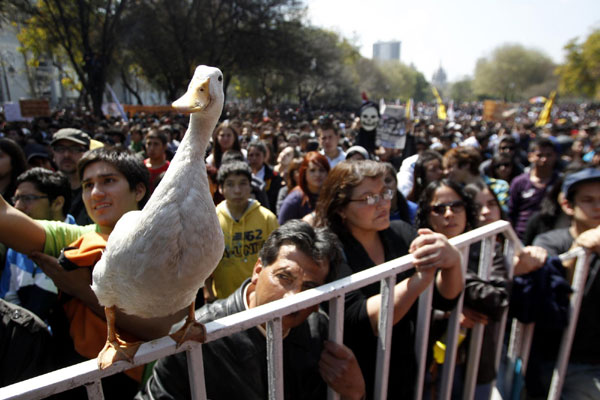 A duck is seen as demonstrators gather during a student rally against the government's public education system in Santiago city September 22, 2011. Chile: Students riot demanding education reform