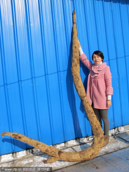 A 3.83-meter kudzu root is found in Yushan county, East China’s Jiangxi province, Dec 12, 2011. The root’s thickest diameter is nine centimeters. Huge root dug out in E China