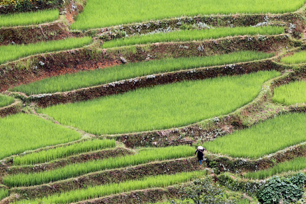 Terraces on top of the world