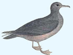 小海鳥200天飛越6萬公里 創(chuàng)最長動物遷徙距離記錄