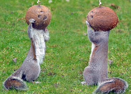 戴頭盔跳舞？饞嘴小松鼠偷吃椰子令人捧腹