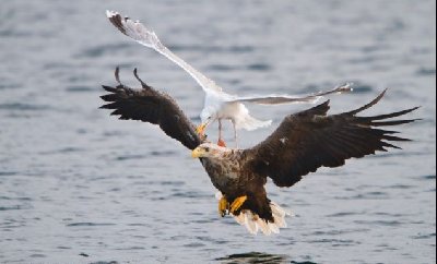 小海鷗勇阻老鷹捕魚(yú) 英攝影師拍到雙鳥(niǎo)爭(zhēng)食精彩場(chǎng)景