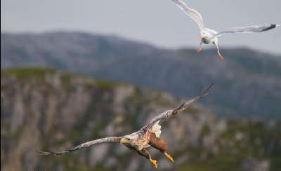 小海鷗勇阻老鷹捕魚(yú) 英攝影師拍到雙鳥(niǎo)爭(zhēng)食精彩場(chǎng)景