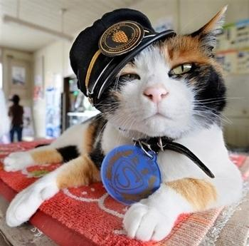 日本花貓站長“阿玉”就任6周年升遷“代理社長”
