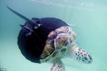 “獨(dú)臂”海龜只能原地打轉(zhuǎn) 穿人造“馬甲”重新暢游