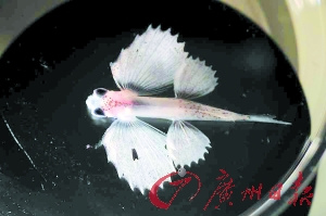 探訪太平洋垃圾大陸：聚集700萬(wàn)噸全球垃圾