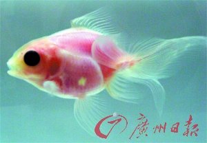 日本培育出透明金魚 可清晰看見內(nèi)臟