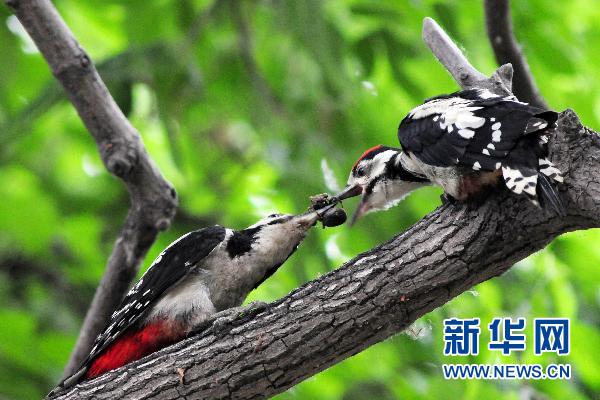 大斑啄木鳥(niǎo)的“愛(ài)情故事”