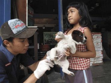 狂犬病陰霾籠罩夢幻巴厘島 78人死亡20萬狗遭捕殺
