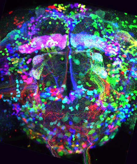 圖：美科學(xué)家公布果蠅神經(jīng)網(wǎng)絡(luò)最新圖片