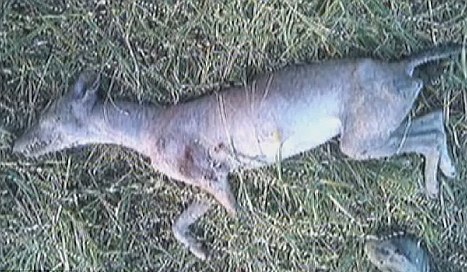 美國(guó)獵人射殺疑似神秘吸血怪獸