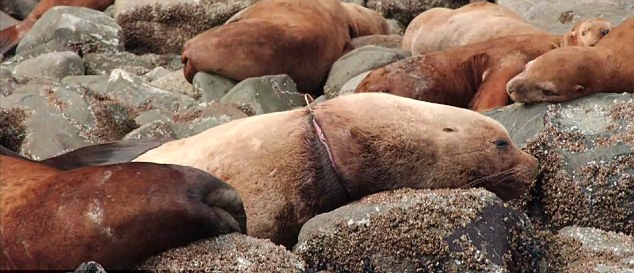 大批海獅海豹因海洋垃圾慘死 人類停止亂扔垃圾責無旁貸