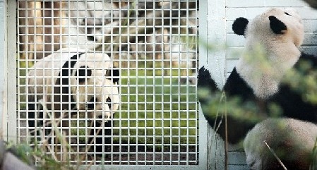 英農(nóng)場(chǎng)主培育出“熊貓羊羔” 黑眼圈、黑耳朵萌煞人