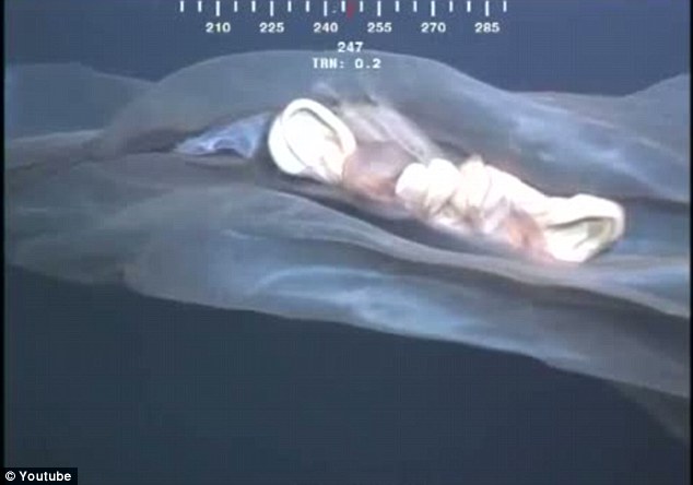 罕見水母抑或鯨胎盤？ 深海水下攝像機(jī)拍到神秘漂浮物