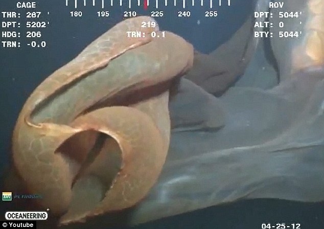 罕見水母抑或鯨胎盤？ 深海水下攝像機(jī)拍到神秘漂浮物