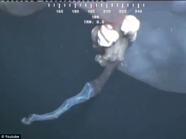 罕見水母抑或鯨胎盤？ 深海水下攝像機(jī)拍到神秘漂浮物