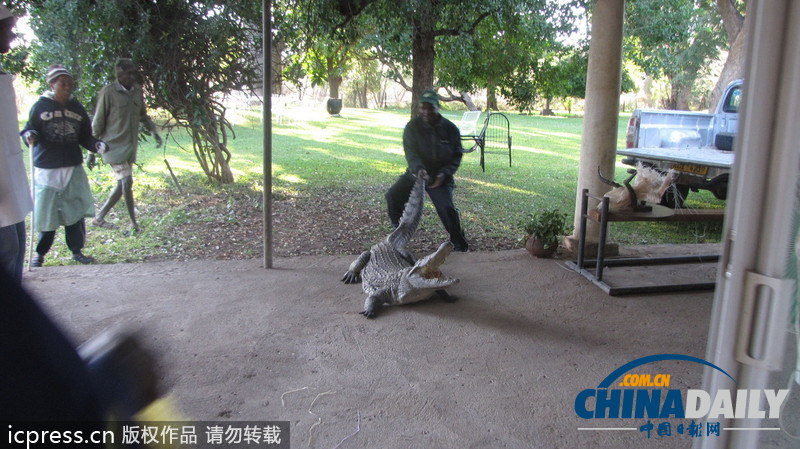 津巴布韋鱷魚潛入民居 藏身床下一夜未被發(fā)現(xiàn)