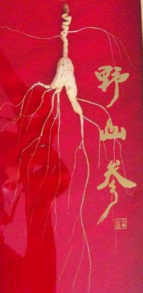金馬甲發(fā)售野山參，認(rèn)購價(jià)千元是否離譜？