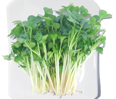 德國芽苗菜驗(yàn)證無毒 消費(fèi)者無所適從
