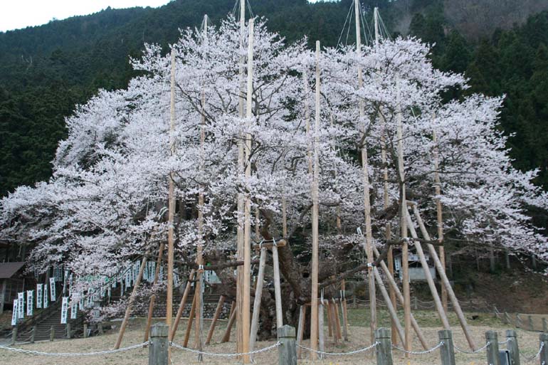 世外桃源！日本岐阜風(fēng)光