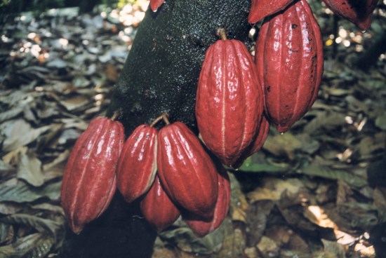 植物王國(guó)——興隆熱帶森林公園